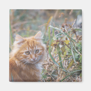 Imán Cuto Funky Ginger Cat Kitten Face