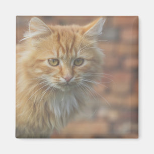 Imán Cuto Funky Ginger Cat Kitten Face