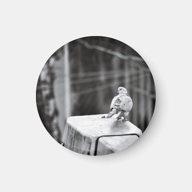 Imán Cuto Pigeon (Frente)