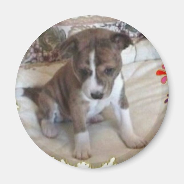 Imán Cuto suficiente Basenji Pup Magnet (Frente)