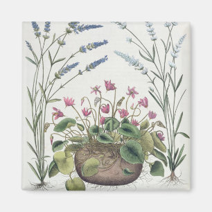 Imán Cyclamen y lavanda: 1.Cyclamen Romanum; 2.Spica