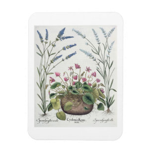 Imán Cyclamen y lavanda: 1.Cyclamen Romanum; 2.Spica