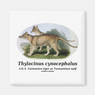 Imán Cynocephalus del Thylacinus (tigre o lobo tasmano)