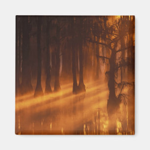 Imán Cypress Trees   Parque estatal George Smith