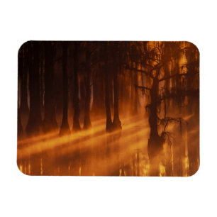 Imán Cypress Trees   Parque estatal George Smith