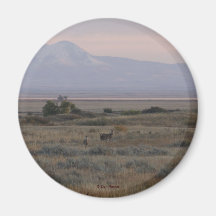 D10 Colinas de venado y hierba dulce de cola blanc