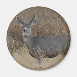 Imán D14 Mule Deer Doe