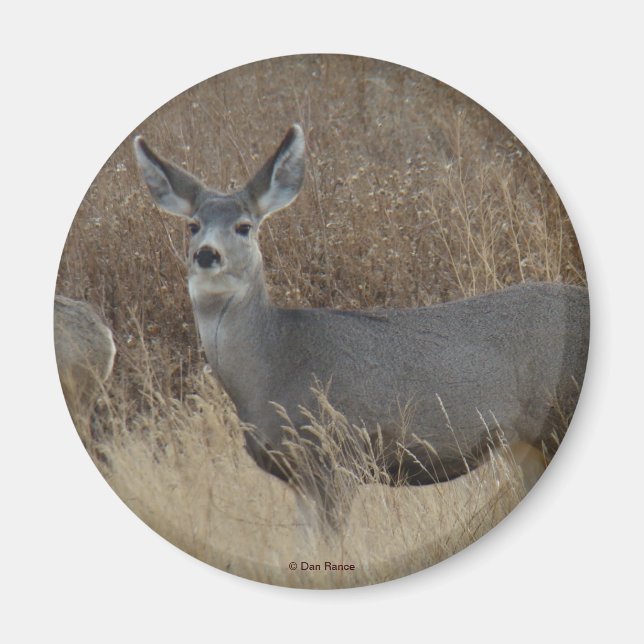 Imán D14 Mule Deer Doe (Frente)