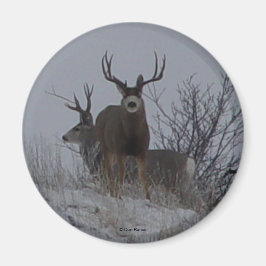 Imán D21c Mule Deer Bucks