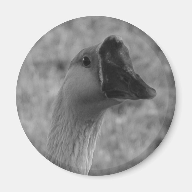 Imán da goose (Frente)