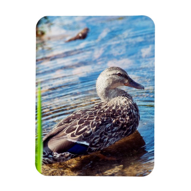 Imán Dabbling Ripples (Vertical)