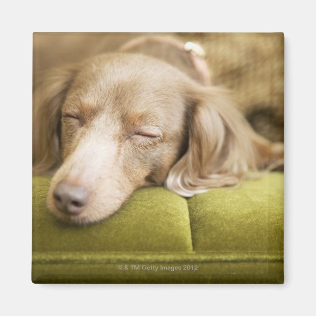 Imán Dachshund (Frente)