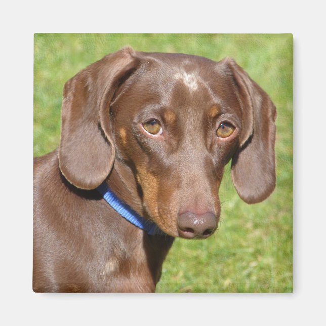 Imán Dachshund (Frente)