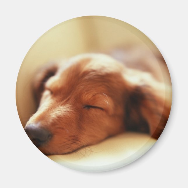 Imán Dachshund (Frente)