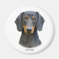 Dachshund