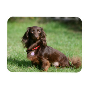 Imán Dachshund en miniatura de pelo largo y chocolate