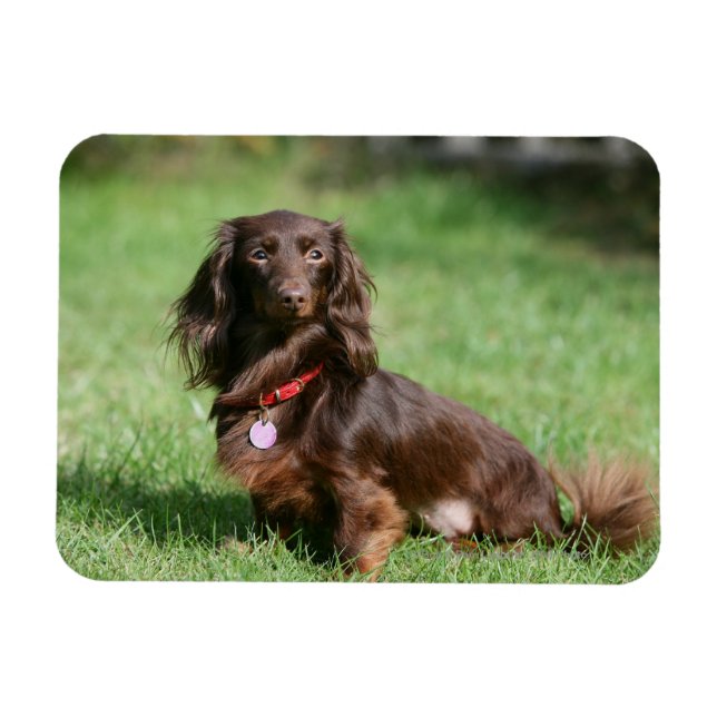 Imán Dachshund en miniatura de pelo largo y chocolate (Horizontal)