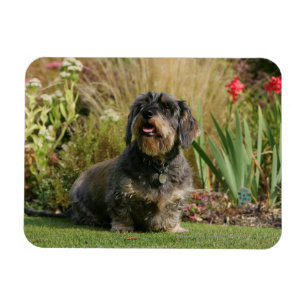 Imán Dachshund estándar Alambre-haired