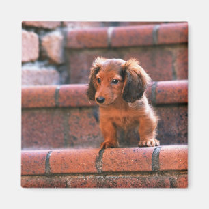 Imán Dachshund miniatura