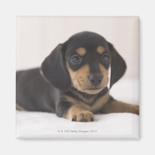 Imán Dachshund miniatura