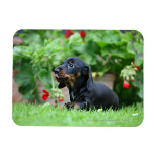 Imán Dachshund miniatura Liso-haired 1