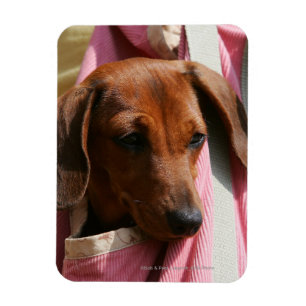 Imán Dachshund Puppy