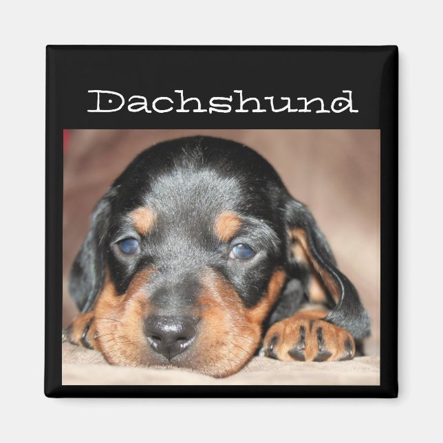Imán Dachshund Puppy (Frente)