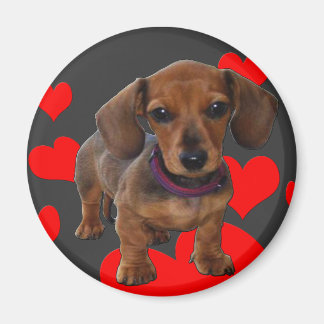 Imán DACHSHUND Puppy con corazones
