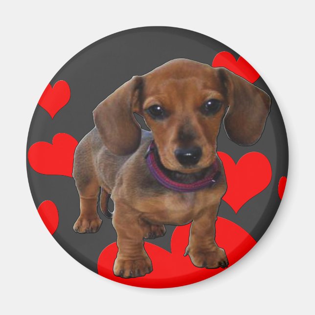 Imán DACHSHUND Puppy con corazones (Frente)