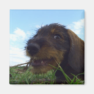 Imán Dachshund Puppy malicioso