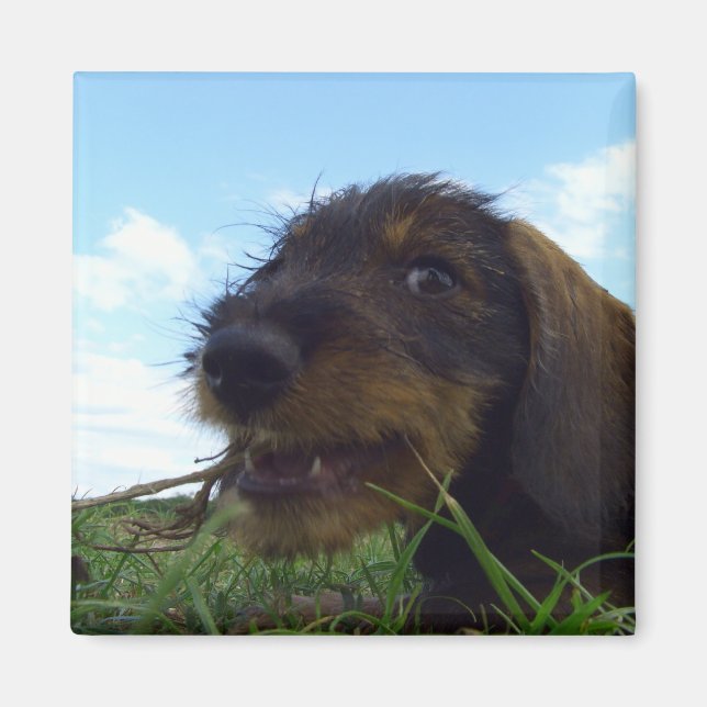 Imán Dachshund Puppy malicioso (Frente)