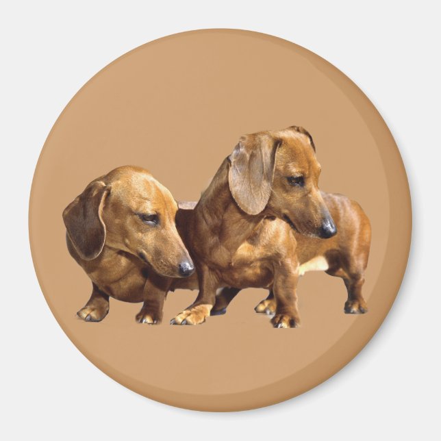 Imán Dachshund Smoothies Magnet (Frente)