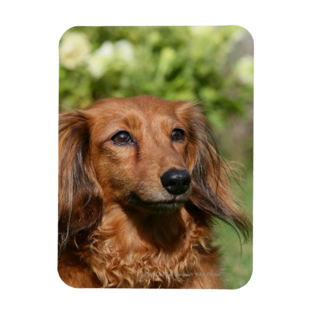 Imán Dachshund, una miniatura de cabello largo y rojo (Vertical)