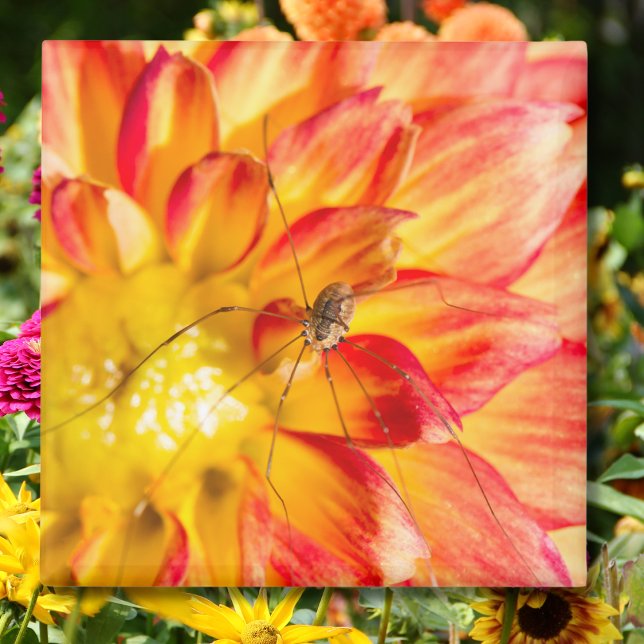 Imán Daddy Long Legs Sobre Dahlia Amarilla Roja (Subido por el creador)