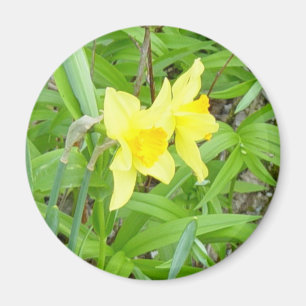 Imán ¡Daffidils!