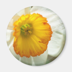 Imán Daffodil
