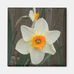 Imán Daffodil