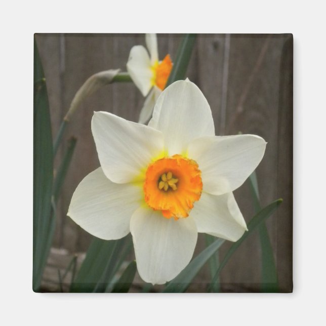 Imán Daffodil (Frente)