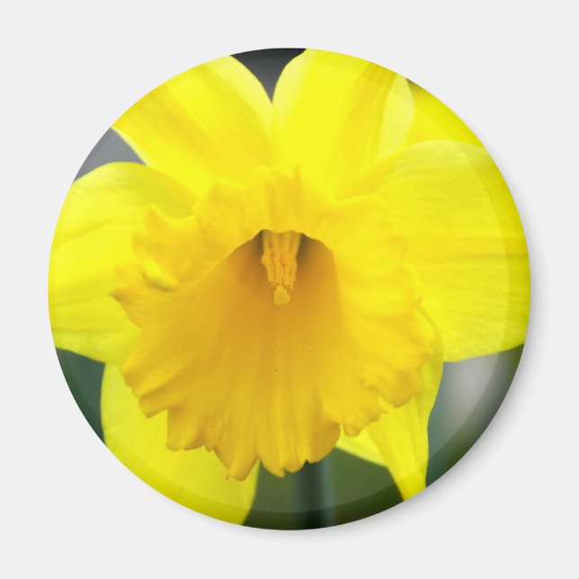 Imán - Daffodil Amarillo (Frente)