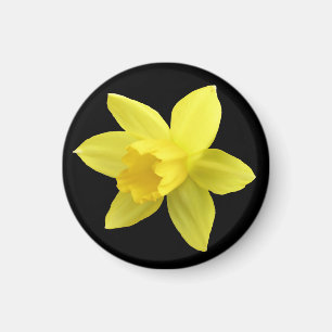 Imán Daffodil amarillo en negro