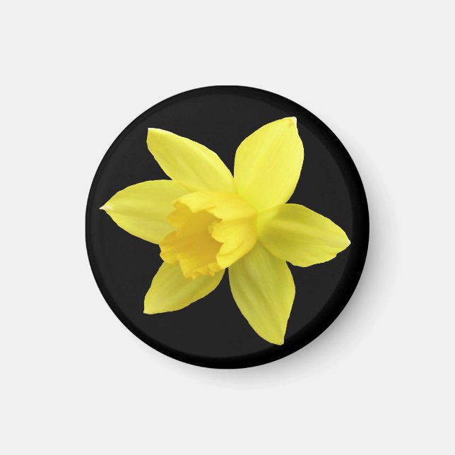 Imán Daffodil amarillo en negro (Frente)
