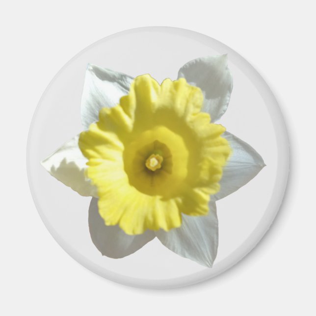 Imán Daffodil Blanco (Frente)