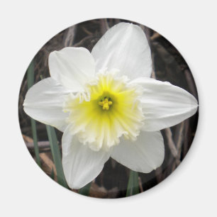 Imán Daffodil Blanco