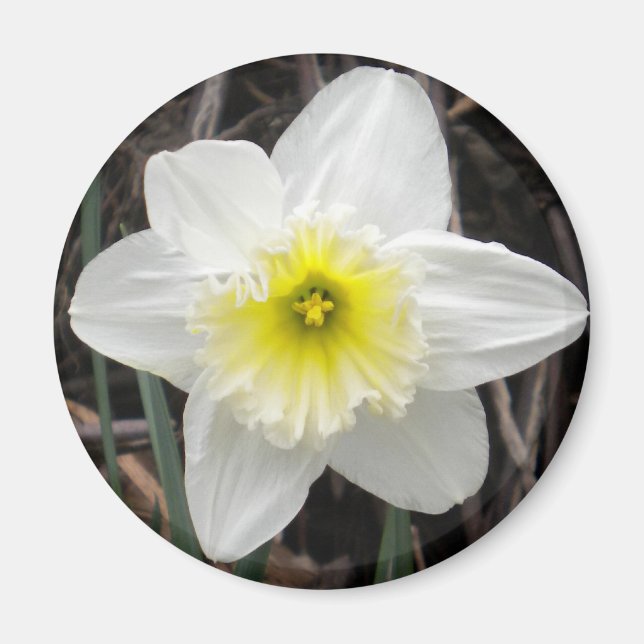Imán Daffodil Blanco (Frente)