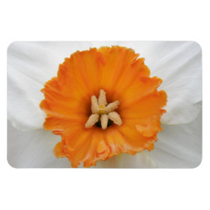 Imán Daffodil Blanco Premium