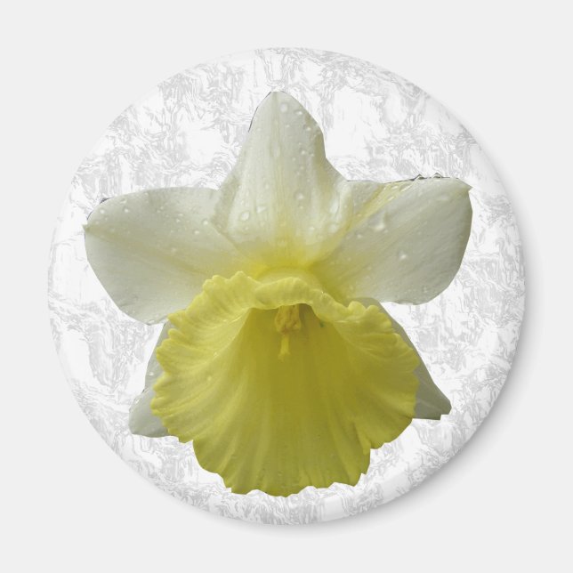 Imán Daffodil de goteo (Frente)
