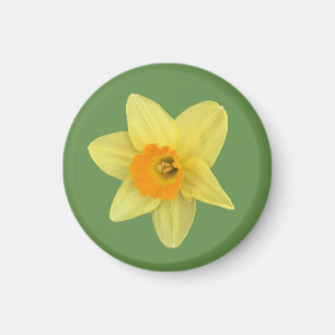 Imán Daffodil de primavera amarilla