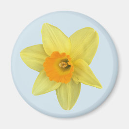 Imán Daffodil de primavera amarilla en azul pálido