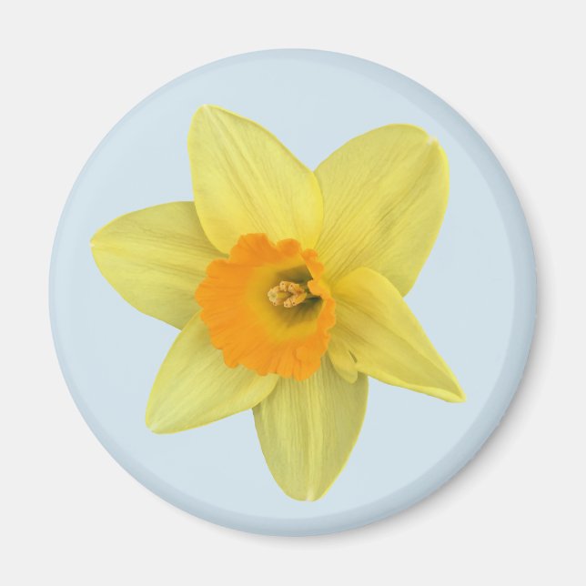 Imán Daffodil de primavera amarilla en azul pálido (Frente)