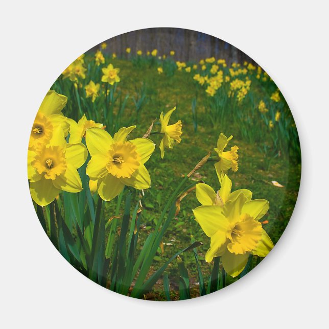 Imán Daffodil Delight (Frente)